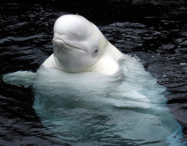 Photo #475340 from Eight Sexy Animals With The Sexiest Post-Baby Bodies